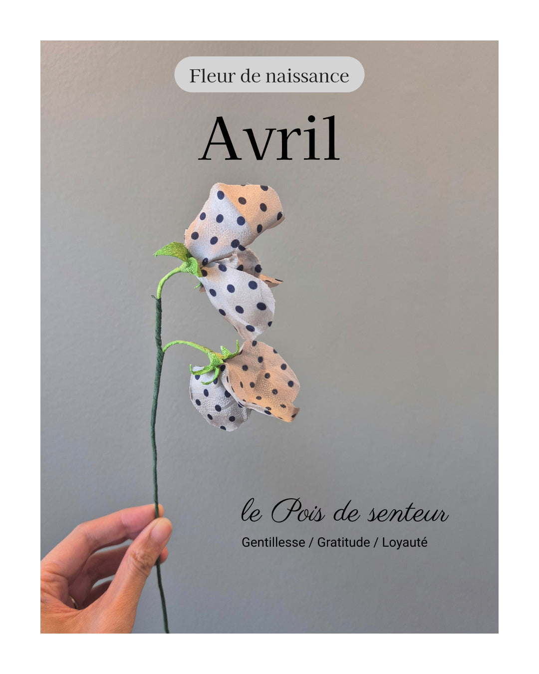 Pois de senteur - fleur de naissance d'Avril