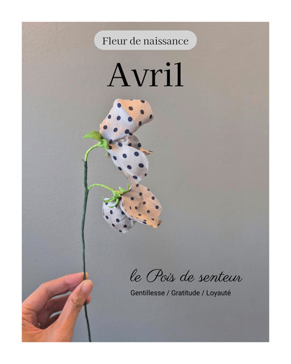 Pois de senteur - fleur de naissance d'Avril