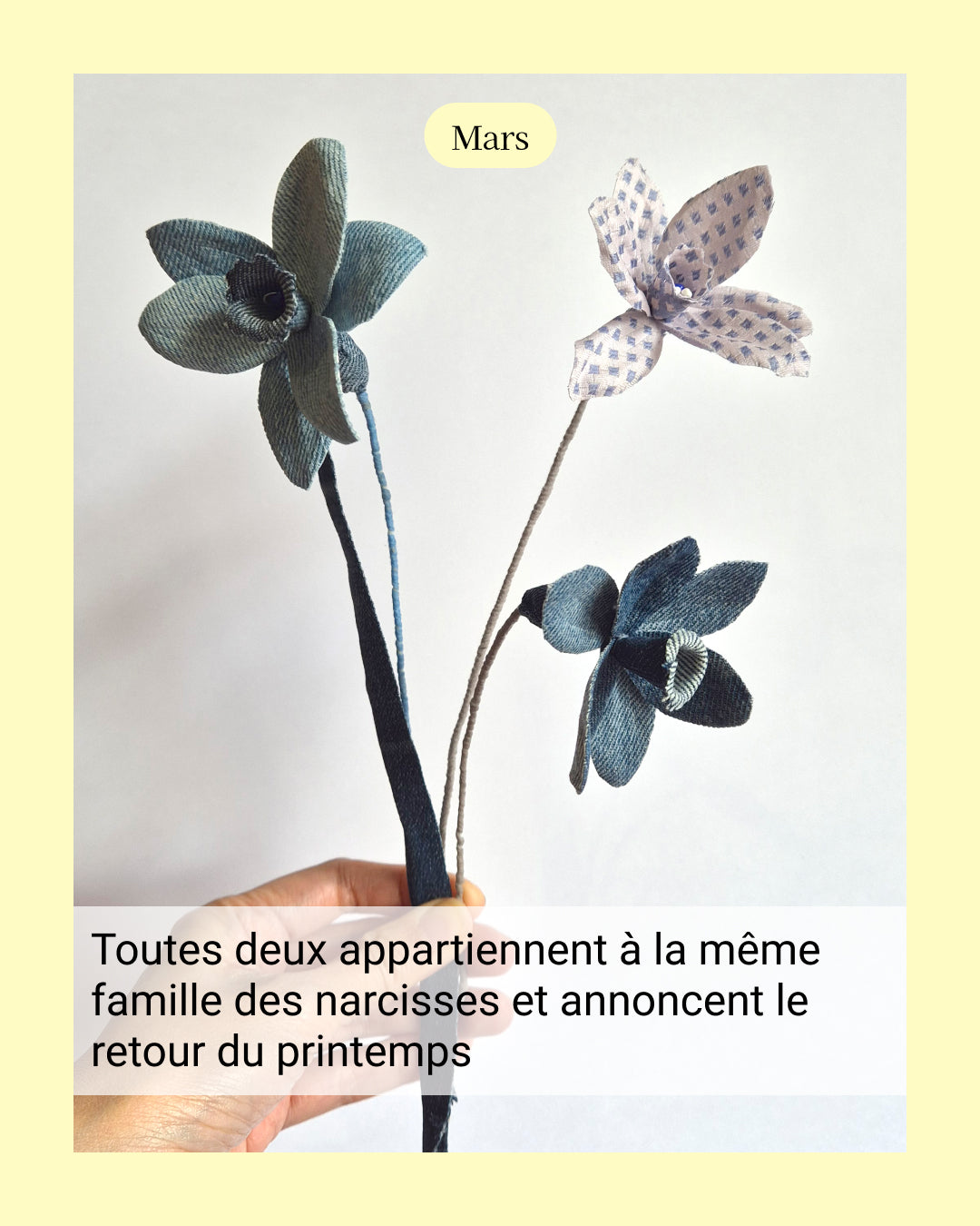 Narcisse / Jonquille - fleur de naissance de Mars