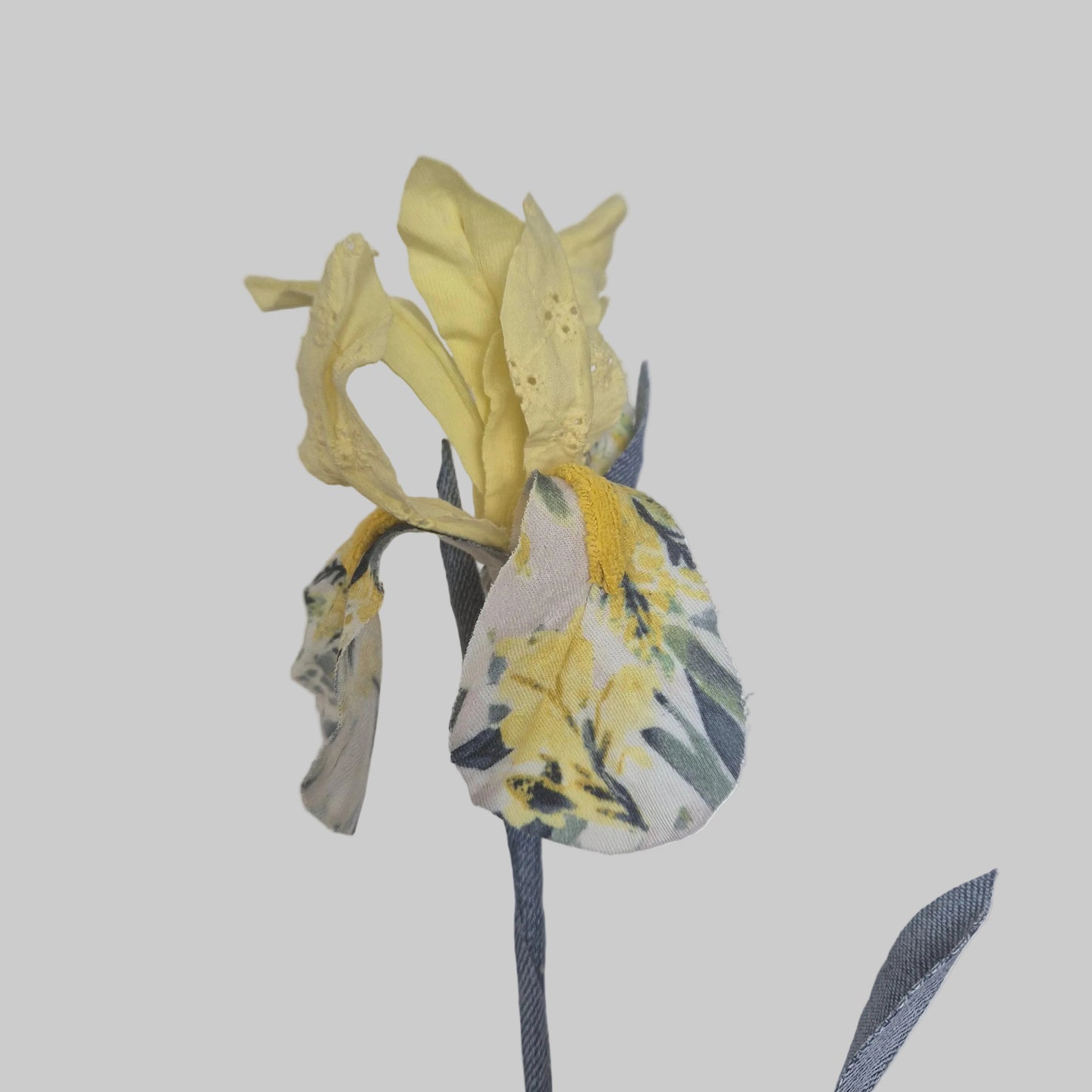 Iris bicolore
