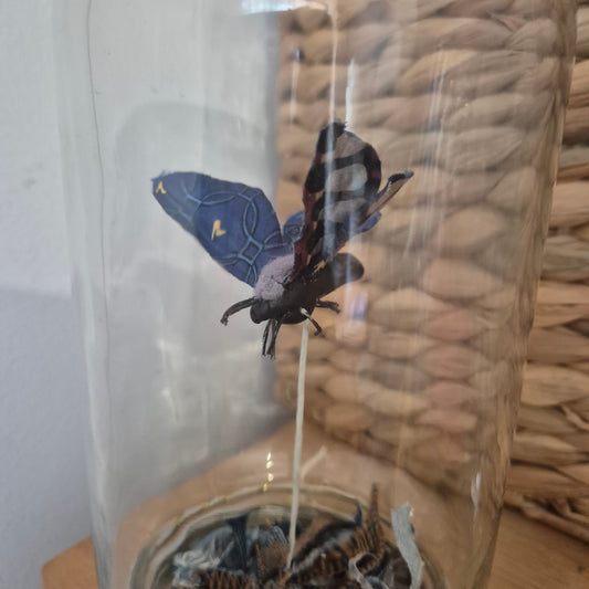 Papillon en bocal