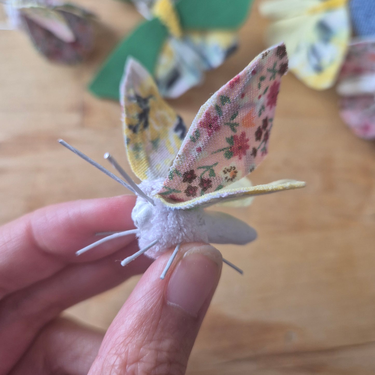 Papillon de Chi