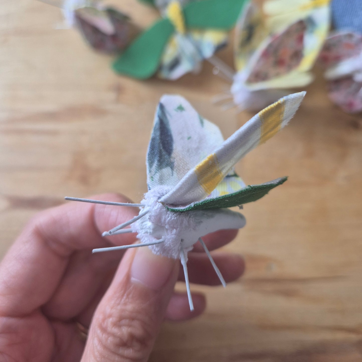 Papillon de Chi