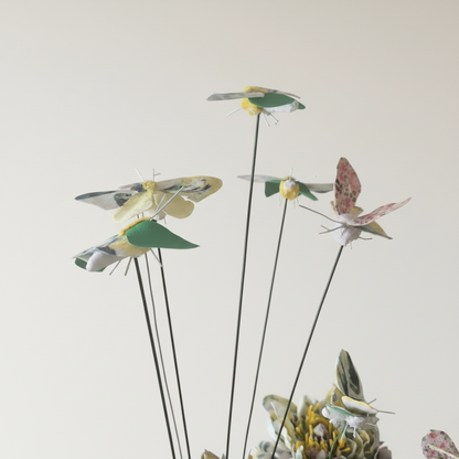 Papillon de Chi