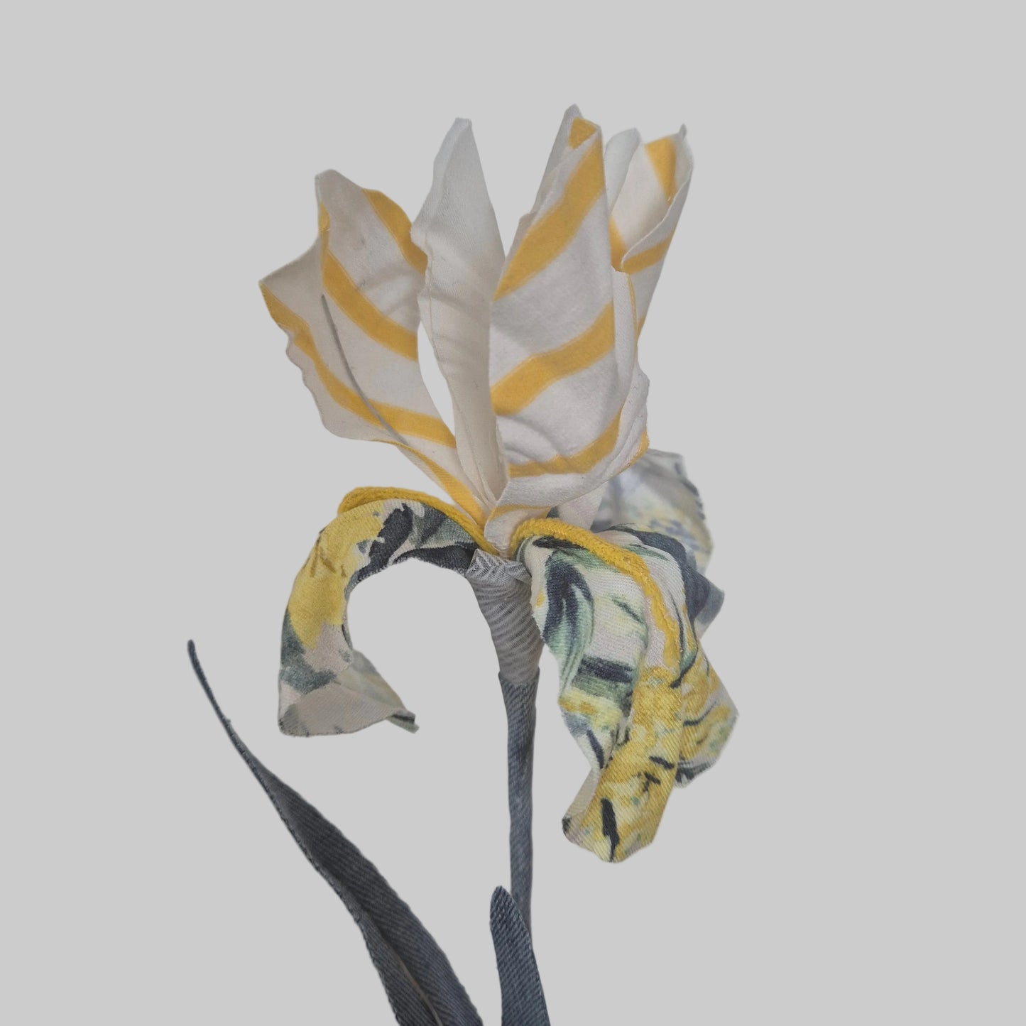 Iris bicolore