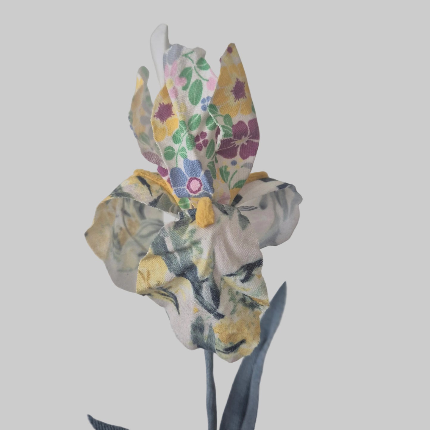 Iris bicolore