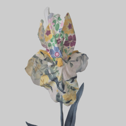 Iris bicolore