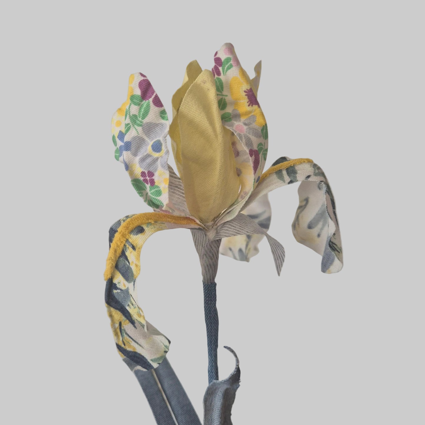 Iris bicolore