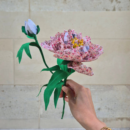 Pivoine