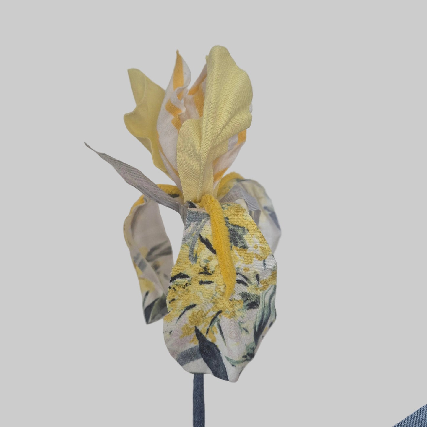 Iris bicolore