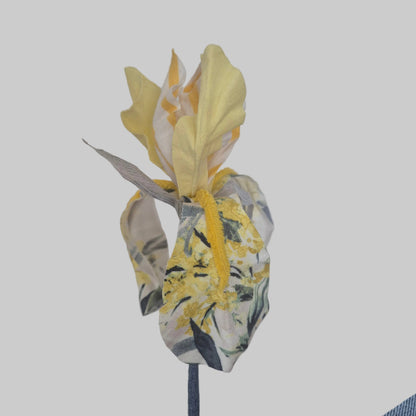 Iris bicolore