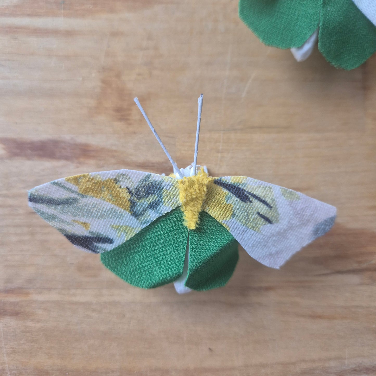 Papillon de Chi