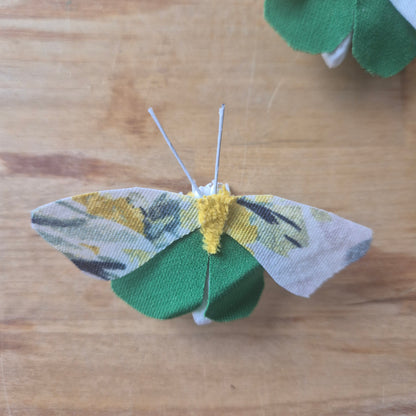 Papillon de Chi