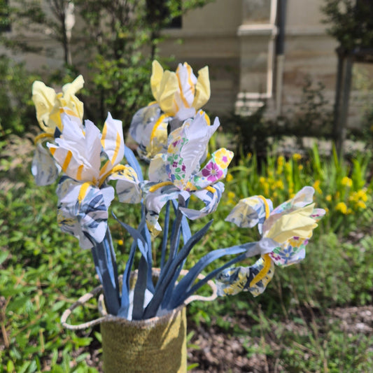 Iris bicolore