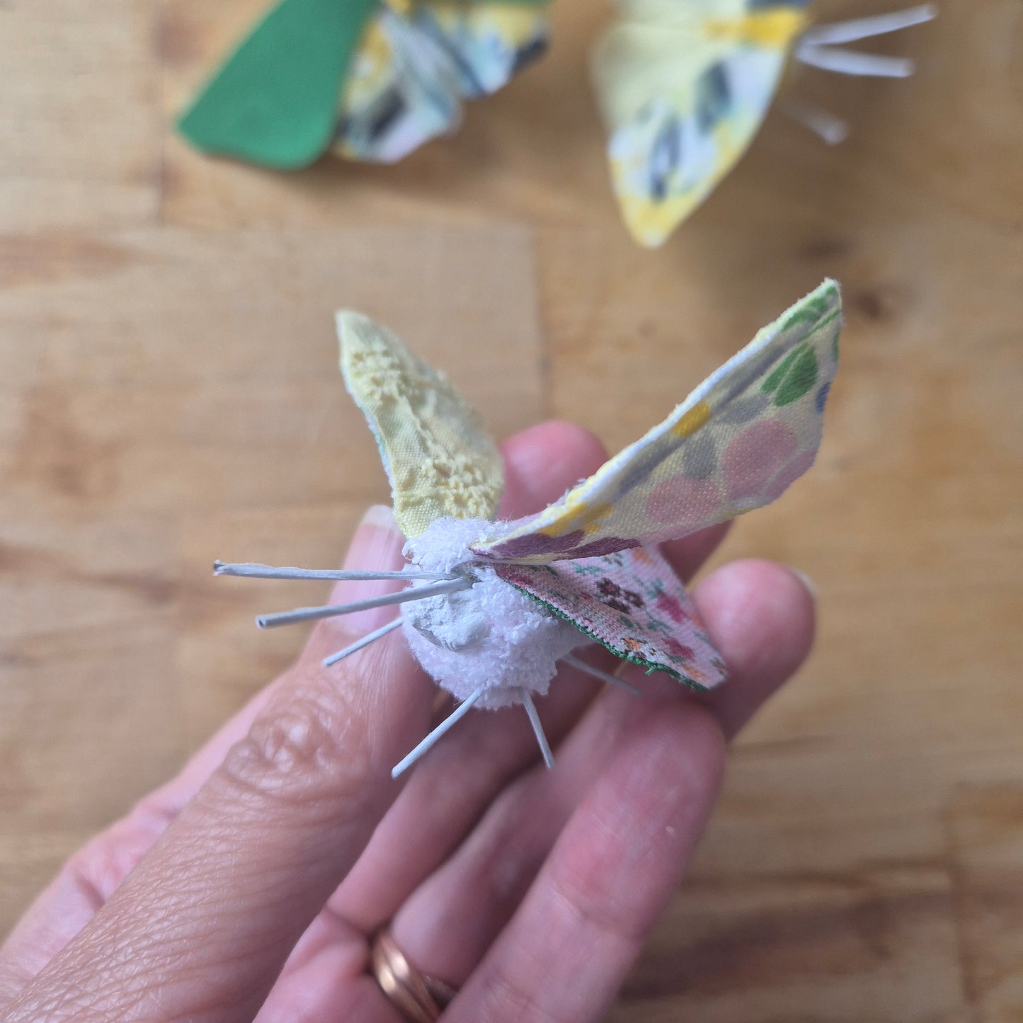 Papillon de Chi