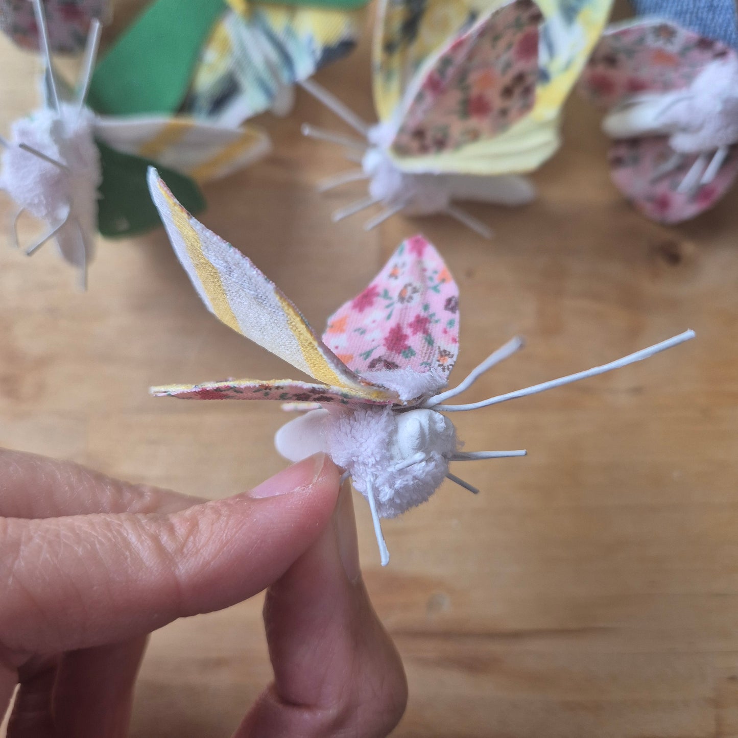 Papillon de Chi