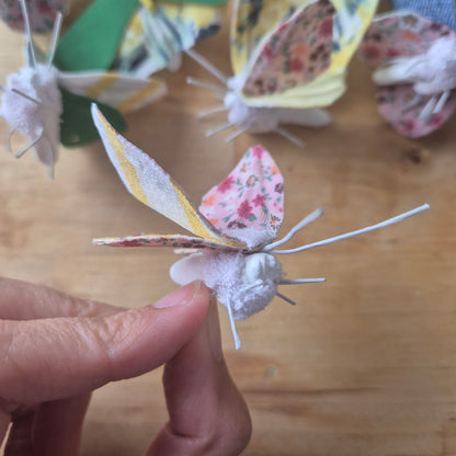 Papillon de Chi