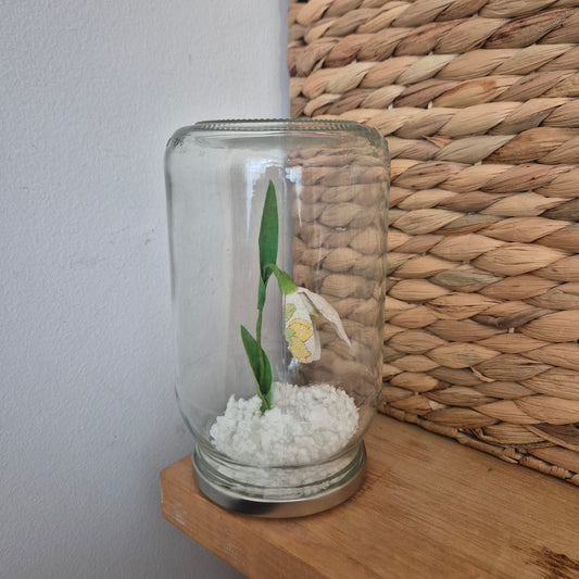 Perce-neige en boule à neige