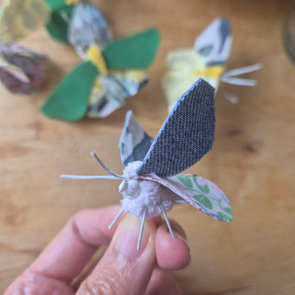 Papillon de Chi