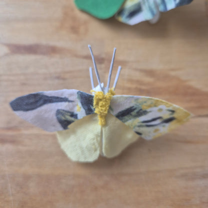 Papillon de Chi